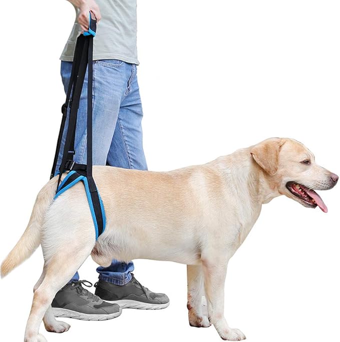 Adjustable Pet Dogs Lift Support Harness Breathable Mesh Padded Sling Straps Canine Support Rehabilitation for Injuries Arthritis Weak hind Legs & Joints, Blue (L)