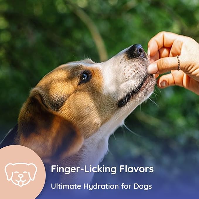 Petralyte Dog Electrolytes and Joint Supplement | Glucosamine, Chondroitin & MSM for Inflammation and Mobility Support | Electrolytes for Dogs with Prebiotics | Sample Pack | 8 Packets