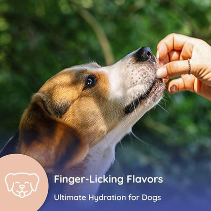 Petralyte Dog Electrolytes and Joint Supplement | Glucosamine, Chondroitin & MSM for Inflammation and Mobility Support | Electrolytes for Dogs with Prebiotics | Sample Pack | 8 Packets