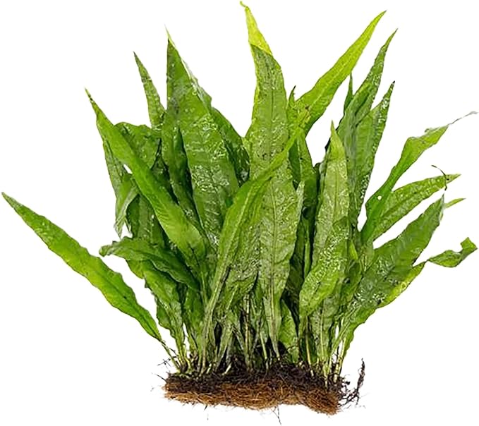 Live Java Fern Microsorum Pteropus on Mat Plant - Great for Modern Aquariums Provides Shelter to Baby Fish Fast Growth, Long Lasting & Easy Care Aquatic Plants Half Mat, Green