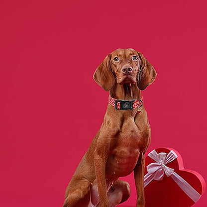 Elegant little tail Valentine's Day Dog Collar-Cute Red Heart Dog Collar for Medium Dogs, Female or Male Adjustable Cotton Pet Collar with Quick Release Buckle for Small Medium Large Dogs