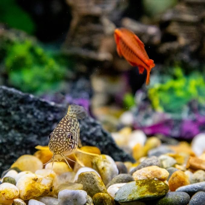 20lbs Aquarium Rocks, 5/8" Natural River Rocks for Plants Decorative Polished Mixed Pebbles for Fish Tank, Landscaping, Gardening, Flower Pots, Vase Fillers, Indoor Water Fountains