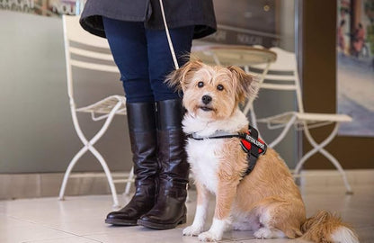 Emotional Support Dog Vest Harness with Reflective Straps, Interchangeable Patches, & Top Handle - ESA Dog Vest in 8 Sizes - Heavy Duty Emotional Support Dog Harness for Working Dogs (Pink, XXS)