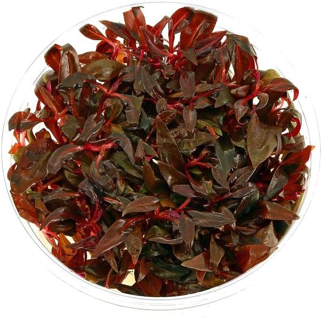 Tissue Culture Live Aquarium Plants | in Vitro Freshwater Aquatic Plants for Small Aquariums and Foreground (Alternanthera Reineckii)