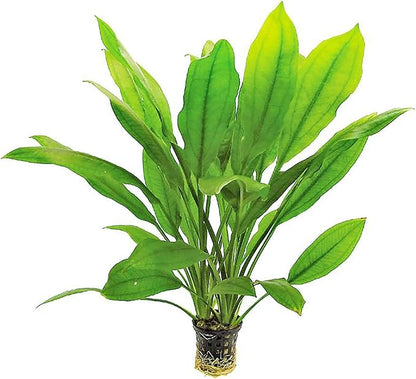 Live Aquarium Amazon Sword Echinodorus Bleheri Plant - Natural Cleaning Filter for Water - Long Lasting & Easy to Maintain Aquatic Plants - Suitable for Winter & Summer - in Pot