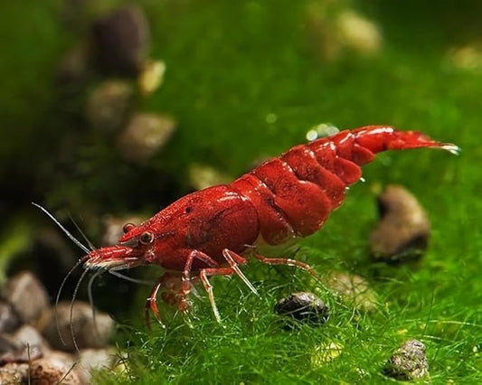 Fire Red Premium High-Grade Neocaridina Freshwater Aquarium Shrimp, Live Arrival Guarantee (Pack 20)