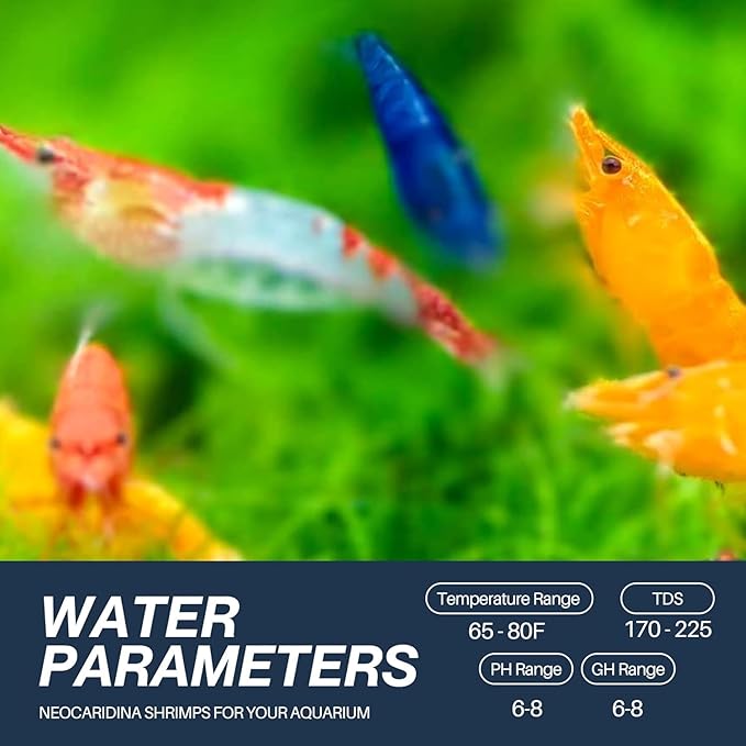 20 + Mixed Color Neocaridina Live Freshwater Aquarium Shrimps for Aquarium Beeding Age Young Adults 1/2-1 inch Long. Live Arrival Guarantee.