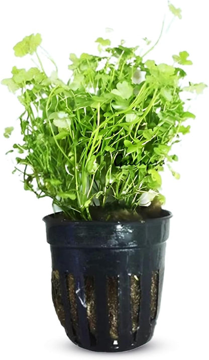 Dwarf Pennywort Japan (Hydrocotyle Tripartita) Potted - Versatile - Clover-Shaped Leaves - Mid-Ground Positioning - All Natural & Organic Aquatic Plant - Long Lasting & Easy to Care
