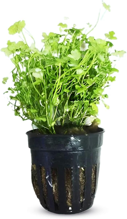 Dwarf Pennywort Japan (Hydrocotyle Tripartita) Potted - Versatile - Clover-Shaped Leaves - Mid-Ground Positioning - All Natural & Organic Aquatic Plant - Long Lasting & Easy to Care