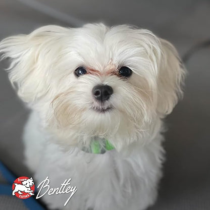 Fromm Four-Star Nutritionals Salmon with Sweet Potato Dog Treats - Premium Oven Baked Dog Snacks - Salmon Recipe - 8 oz