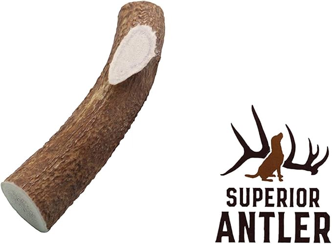 1-X Large Antler, Whole. All Natural Premium Grade A. Antler Chew. Naturally Shed, Made in The USA. Guaranteed Satisfaction