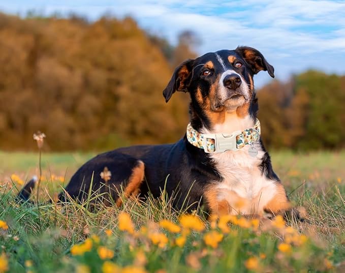 DOGWONG Female Cotton Dog Collar, Sunflower Spring Pet Dog Collars Cute Summer Puppy Necklace for Small Medium Large Dogs