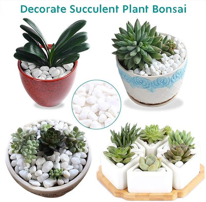 WAYBER 2 Lb/920g White Stones Decorative Pebble Rock Sand for Aquarium/Fish Turtle Tank/Vase Filler/Succulent Plants Decoration (Fill 2 Cups)