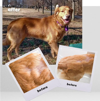 Omega Caps HP Snip Tips for Medium and Large Dogs High Potency EPA and DHA Maximum Bioavailability Fish Oil Supplement Vet Formulated Made in USA Skin Coat Joint and Heart Health 60 Capsules