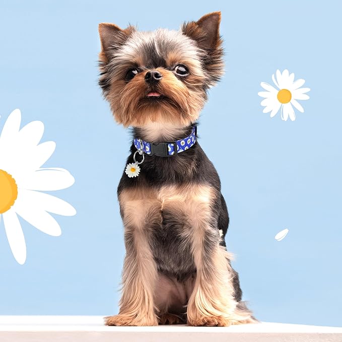 BiPawTi Floral Dog Collars for Medium Dog - Soft Cute Dog Collars for Girls Dog Pretty Flower Collar with Daisies Charms, Gift for Female Male Boys Girls Dogs (M, Blue)