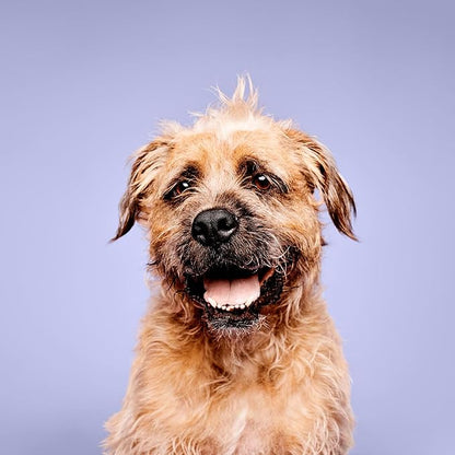 Calming Lavender Mint Shampoo, Botanical-Infused Dog Shampoo, 16.9 fl. Oz