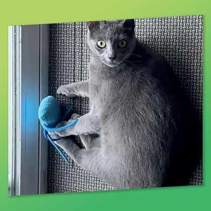 ZOOMIE Jelly Fish - Refillable Catnip Toy + Catnip | High Potency Hand Harvested Fresh Catnip | Soft Plush for Engaging Play