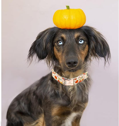 Lionheart glory Dog Collar Halloween Collar Dog Fall Dog Collars, Adjustable Heavy Duty Dog Collar for X-Small Dogs Pumpkin Collar Dog