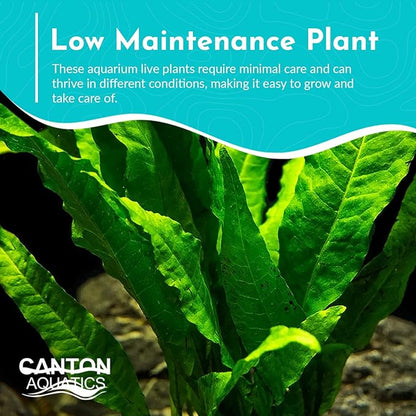 Live Java Fern Microsorum Pteropus on Mat Plant - Great for Modern Aquariums Provides Shelter to Baby Fish Fast Growth, Long Lasting & Easy Care Aquatic Plants Half Mat, Green