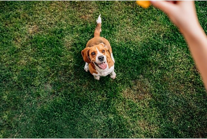 Chip's Naturals Doggie Chicken Stix, 12 oz  Hickory Smoked Chicken Dog Treats, Baked Natural Dog Treats for Training, Low Calorie Healthy Dog Treats, Pet Supplies