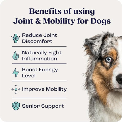 Summit Canine Joint and Mobility Supplement for Medium Dogs, All Natural Liquid Chondroitin, Liposomal Delivery for Arthritis, Hip & Joint Support Vitamin, (Dogs, 25-75lbs)