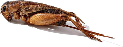 Dried Crickets 1 lb for Chickens, Wild Birds, Hedgehogs, Reptiles, Lizards, Bearded Dragons, Fish, Turtles - High Protein Natural Insect Food Resealable Bag
