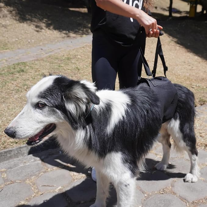 AGON Canine Dog Sling Carrier Support Back Legs Hip Knee Hock Joint Harness to Help Lift Dogs Rear Aid and Old K9 Cruciate (X-Small, Black)