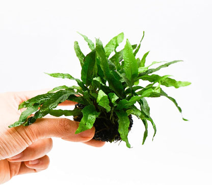 Java Fern Live Aquarium Plants – Windelov, Narrow Leaf & More– Easy Aquascaping Plants for Freshwater Tanks, Low Light, No CO₂ (Java Fern Petite on Nutripad)