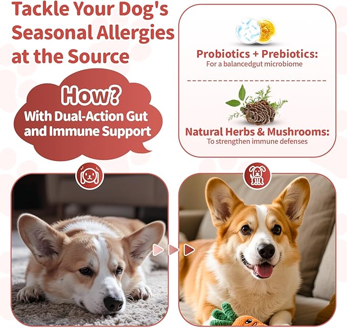 Dog Allergy Chews, Probiotics Supplement for Dogs Seasonal Allergies & Immune Support & Gut Health Pro, Mushroom Soft Chews for Joint, Energy, Itching Skin Support, Bacon Flavor - 90 Count