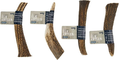 Amazon Brand - Wag Dog Elk Antler Chew, Naturally Shed, Whole, Medium 6-7.5 inches (Best for Dogs 15-30 lbs), 2.90 Ounce (Pack of 1)