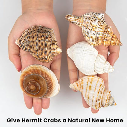 5PCS Extra Large Hermit Crab Shells | Natural Sea Conch Size 3" - 4.7", Opening Size 1.6" - 2.7" | Turbo Seashells for Hermit Crab Supplies and Beach Decoration Large Sea Shell