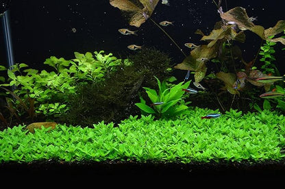 Tissue Culture Live Aquarium Plants | in Vitro Freshwater Aquatic Plants for Small Aquariums and Foreground (Staurogyne Repens)