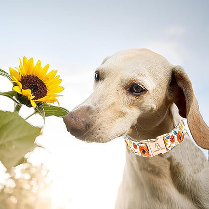 Lionheart glory Dog Collar Sunflower Print Dogs Collar Spring Summer Cute Collars Dog Girl or Boy Soft Durable Adjustable Dog Collars for Small Dogs Pet Gift