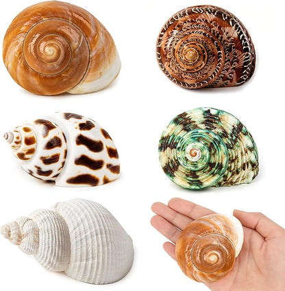 5PCS Medium and Large Hermit Crab Shells | Natural Sea Conch Size 2.2" - 3.4", Opening Size 1.5" - 2" | Turbo Seashells for Hermit Crab Supplies and Beach Decoration Medium Large Sea Shell