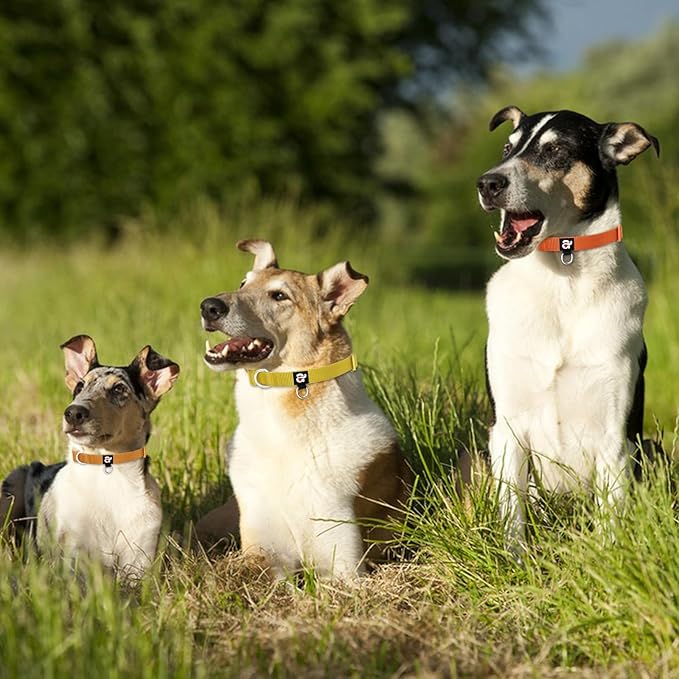 azuza 3 Pack Fall Dog Collars Comfortable and Adjustable Nylon Dog Collars for Large Dogs, L (18-26inch)ï¼ Ginger Yellow, Rust Orange and Latte Brown