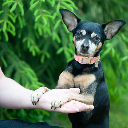 DOGWONG Cute Bunny Eggs Easter Dog Collar - Pink Babbit Pet Collar for Small & Medium Dogs