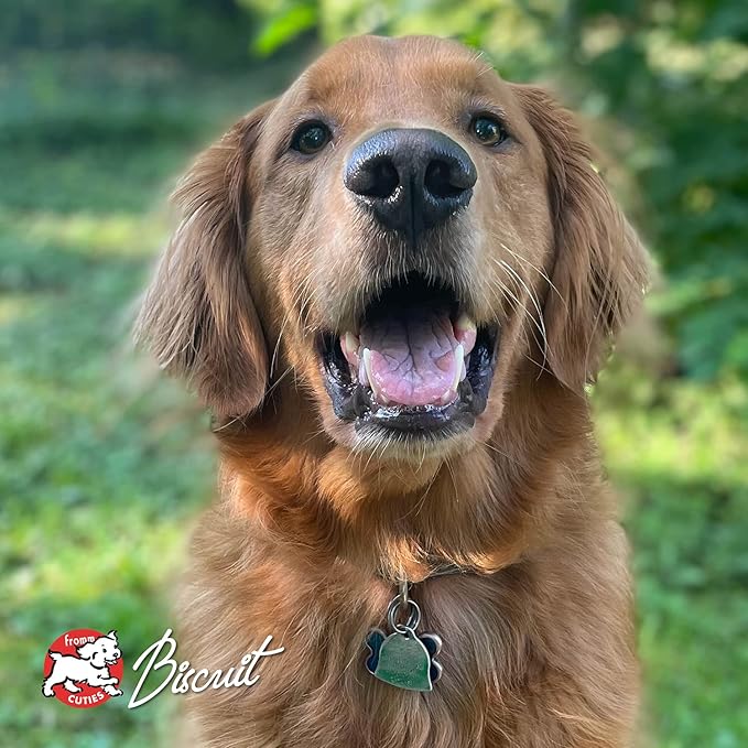 Fromm Four-Star Parmesan Cheese Grain-Free Dog Treats,8-Ounce Bag