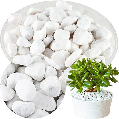 11Lbs Natural River Rocks for Plants 1''-2'' Large Landscaping Garden Stones White Aquarium Gravel for Decorative Pebbles for Indoor Outdoor Planters, Big Terrarium Rocks in Bulk, Home Decor