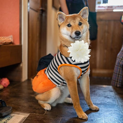 8 Pcs Dog Collar Flowers Pet Collar Flowers Dog Collar Charms Dog Bows Girl Dog Accessories Dog Bows with Rubber Bands