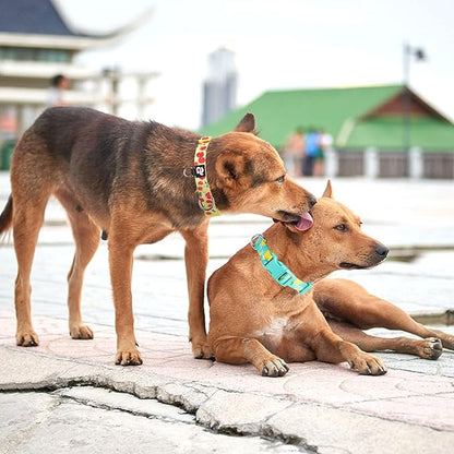 azuza 3 Pack Fruit Design Dog Collars Comfortable and Adjustable Nylon Dog Collars for Medium Dogs, M (14-20inch)ï¼_trawberryï¼_emon and Cherry