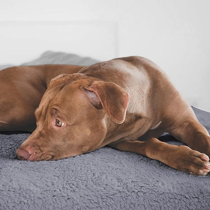 furrybaby Dog Blanket Soft Dog Blankets for Small Dogs Puppy Essentials Washable Fluffy Sherpa Fleece Cat Blanket 24x32 Inches for Bed Furniture Couch Sofa (Double-Layer Small, Grey)