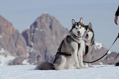 Dog Weight Pulling Harness, XBack for Canicross, Dog Sport, Bike Joring, Ski Joring, Sled Harness, Dog mushing, Dog Running Harness, Black Neongreen 4XL