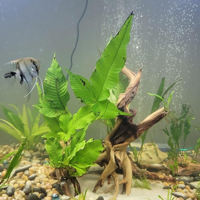 3 Pcs Natural Spiderwood for Aquarium, Aquarium Driftwood Freshwater 10-12 Inch, Assorted Size Spider Wood, Twisted Branches for Fishtank Accessories, Reptile Terrariums Decorations