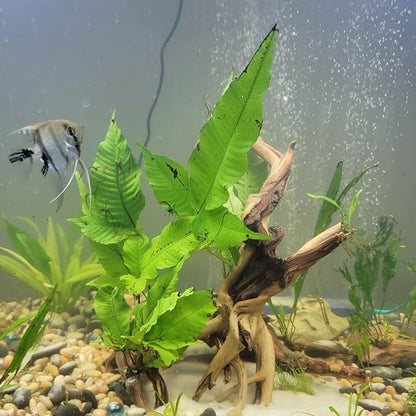 3 Pcs Natural Spiderwood for Aquarium, Aquarium Driftwood Freshwater 10-12 Inch, Assorted Size Spider Wood, Twisted Branches for Fishtank Accessories, Reptile Terrariums Decorations