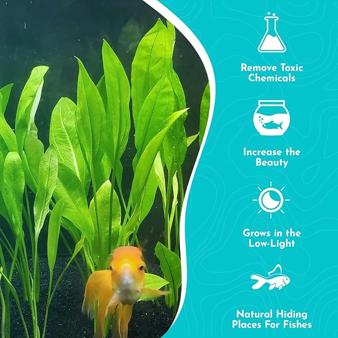 Live Aquarium Amazon Sword Echinodorus Bleheri Plant - Natural Cleaning Filter for Water - Long Lasting & Easy to Maintain Aquatic Plants - Suitable for Winter & Summer - in Pot