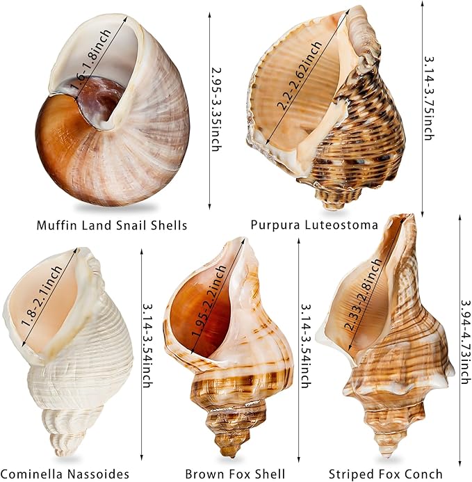 5PCS Extra Large Hermit Crab Shells | Natural Sea Conch Size 3" - 4.7", Opening Size 1.6" - 2.7" | Turbo Seashells for Hermit Crab Supplies and Beach Decoration Large Sea Shell