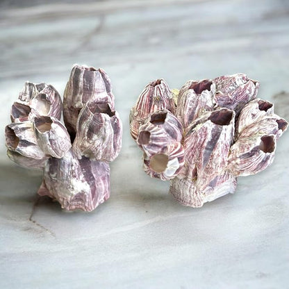 Tumbler Home Purple Barnacle Cluster for Aquarium Ornaments, Real Barnacles for Saltwater Aquariums, Fish Tank Decorations and Accessories, Coastal and Nautical Bathroom or Party Decoration (2 Pack)