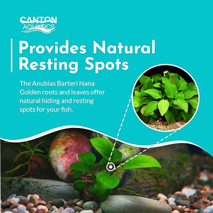 Aquarium Anubias Barteri Nana Golden - Absorb Excess Pollutants & Nitrates - All Natural & Organic Fish Resting Spots - Golden Yellow Aquatic Plants - Small