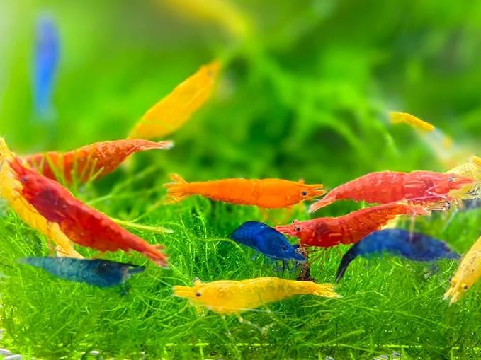 20 + Mixed Color Neocaridina Live Freshwater Aquarium Shrimps for Aquarium Beeding Age Young Adults 1/2-1 inch Long. Live Arrival Guarantee.