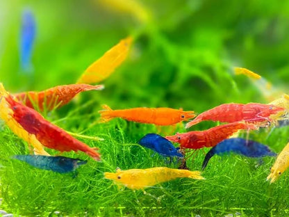 20 + Mixed Color Neocaridina Live Freshwater Aquarium Shrimps for Aquarium Beeding Age Young Adults 1/2-1 inch Long. Live Arrival Guarantee.